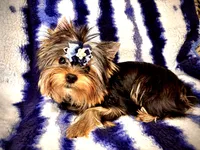 Oscar, a male Yorkshire Terrier for sale in Shirley, NY – 2 of 10