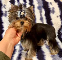 Oscar, a male Yorkshire Terrier for sale in Shirley, NY – 4 of 10