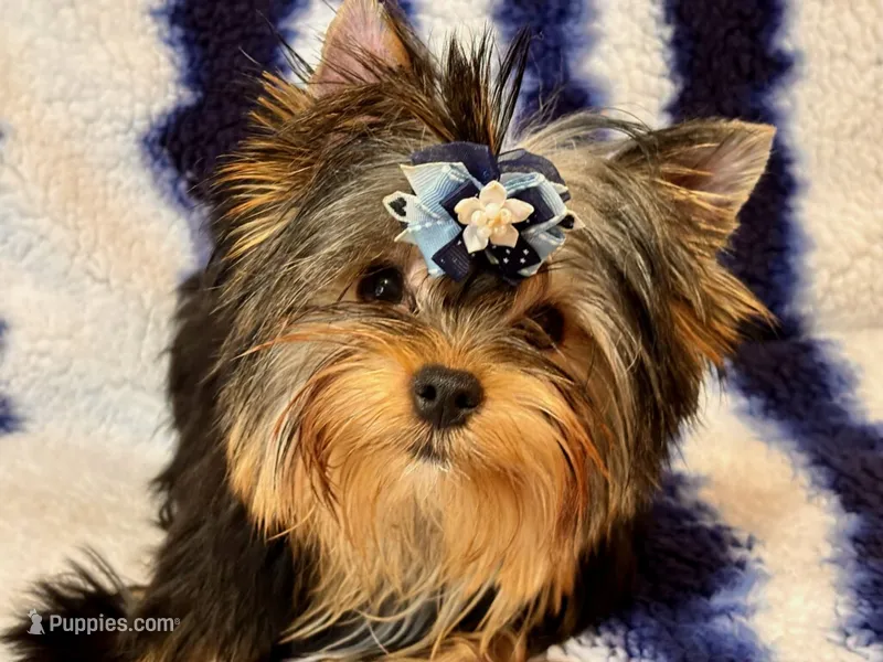 Oscar – Yorkshire Terrier puppy for sale in Shirley, NY