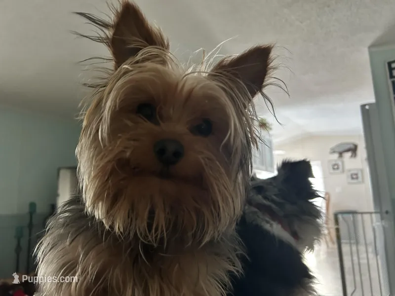 Parker – Yorkshire Terrier puppy for sale in Sanford, MI