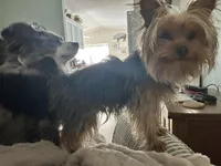 Parker, a male Yorkshire Terrier for sale in Sanford, MI – Photo 2 of 4