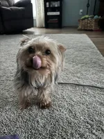 Parker, a male Yorkshire Terrier for sale in Sanford, MI – Photo 3 of 4