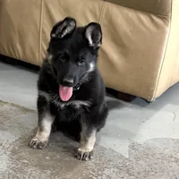 Trudy, a female German Shepherd Dog for sale in Denver, CO – Photo 2 of 5