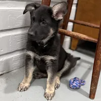 Trudy , a female German Shepherd Dog for sale in Brighton, CO – Photo 2 of 9