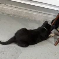 Trudy, a female German Shepherd Dog for sale in Denver, CO – Photo 5 of 5