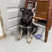 Trudy , a female German Shepherd Dog for sale in Brighton, CO – Photo 3 of 9