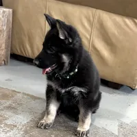 Trudy, a female German Shepherd Dog for sale in Denver, CO – Photo 1 of 5