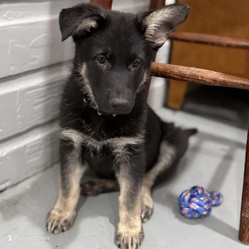 Trudy  – German Shepherd Dog puppy for sale in Brighton, CO