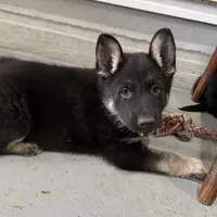 Trudy, a female German Shepherd Dog for sale in Denver, CO – Photo 4 of 5