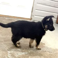 Trudy, a female German Shepherd Dog for sale in Denver, CO – Photo 3 of 5