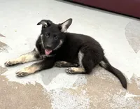 Trudy , a female German Shepherd Dog for sale in Brighton, CO – Photo 4 of 9
