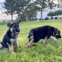 German Shepherd pup, a female German Shepherd Dog for sale in Brighton, CO – 4 of 10