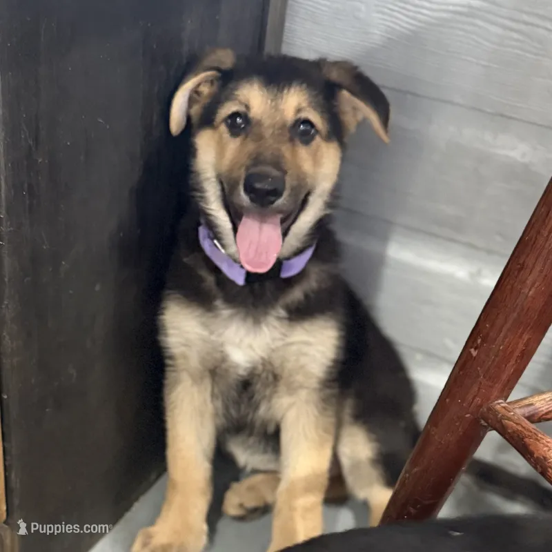 Hattie – German Shepherd Dog puppy for sale in Brighton, CO