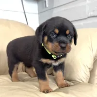 AKC Rottie pup male, a male Rottweiler for sale in Brighton, CO – 2 of 10