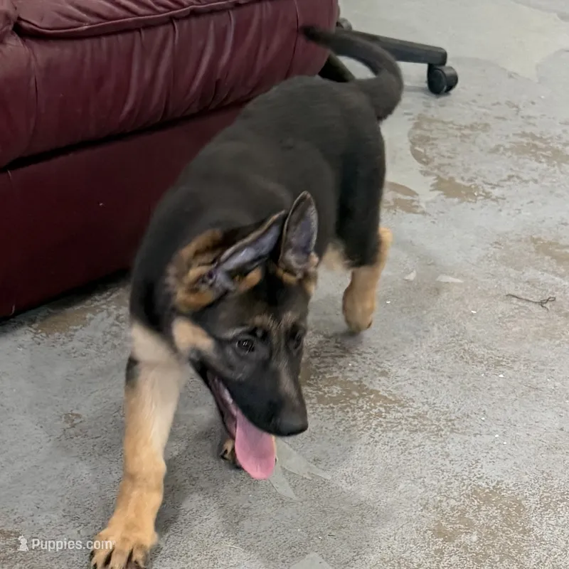 Elena – German Shepherd Dog puppy for sale in Brighton, CO