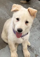 Evangeline, a female German Shepherd Dog for sale in Denver, CO – Photo 5 of 10