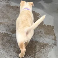 Evangeline, a female German Shepherd Dog for sale in Denver, CO – Photo 3 of 10