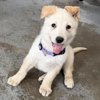Evangeline, a female German Shepherd Dog for sale in Denver, CO – Photo 4 of 10