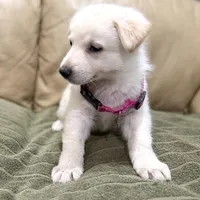Evangeline, a female German Shepherd Dog for sale in Denver, CO – Photo 10 of 10