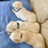 AKC German Shepherd puppy female, a female German Shepherd Dog for sale in Brighton, CO – Photo 2 of 3