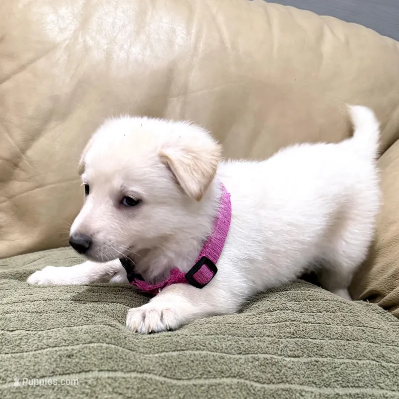 AKC German Shepherd puppy female – German Shepherd Dog puppy for sale in Brighton, CO