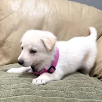 Evangeline, a female German Shepherd Dog for sale in Denver, CO – Photo 6 of 10