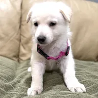 Evangeline, a female German Shepherd Dog for sale in Denver, CO – Photo 7 of 10