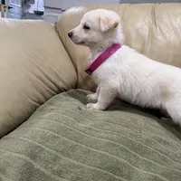 Evangeline, a female German Shepherd Dog for sale in Denver, CO – Photo 8 of 10