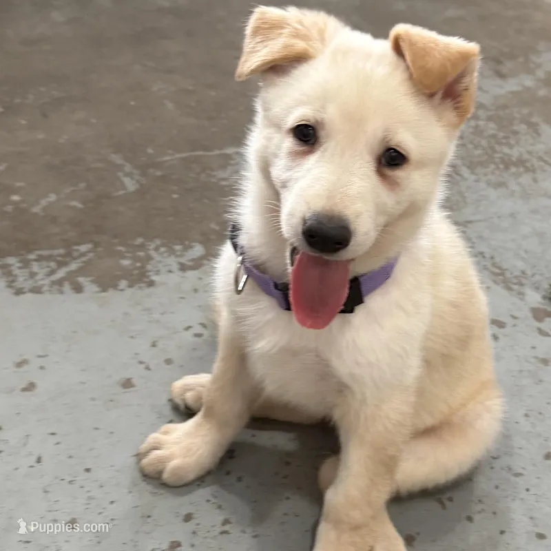 AKC German Shepherd puppy female – German Shepherd Dog puppy for sale in Brighton, CO