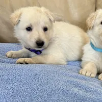 AKC German Shepherd puppy female, a female German Shepherd Dog for sale in Brighton, CO – Photo 1 of 3