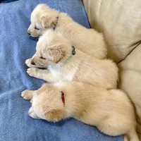 AKC German Shepherd puppy female, a female German Shepherd Dog for sale in Brighton, CO – Photo 3 of 3