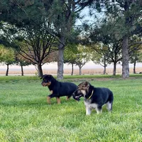 German Shepherd pup, a female German Shepherd Dog for sale in Brighton, CO – 7 of 10
