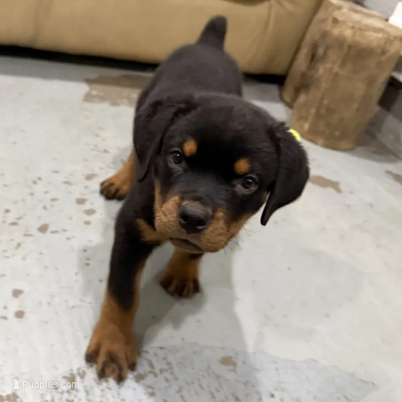 AKC Rottweiler puppy male – Rottweiler puppy for sale in Brighton, CO