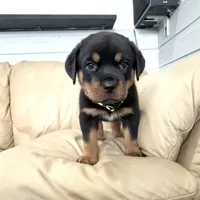 AKC Rottie pup male, a male Rottweiler for sale in Brighton, CO – 4 of 10