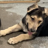 Haxtun, a male German Shepherd Dog for sale in Brighton, CO – 2 of 9