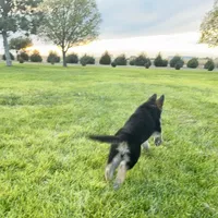 German Shepherd pup, a female German Shepherd Dog for sale in Brighton, CO – 6 of 10