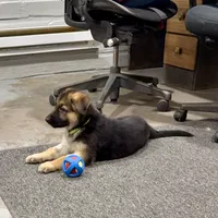 AKC German Shepherd puppy , a female German Shepherd Dog for sale in Brighton, CO – 8 of 10