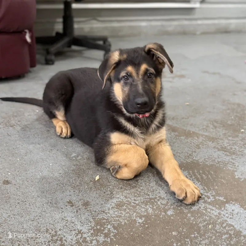 Holly – German Shepherd Dog puppy for sale in Brighton, CO