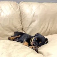 AKC Rottie pup female, a female Rottweiler for sale in Brighton, CO – 9 of 9