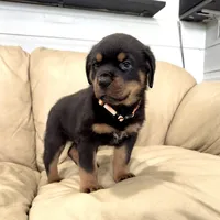 AKC Rottweiler puppy male, a male Rottweiler for sale in Brighton, CO – 5 of 10