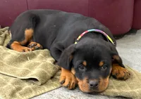 AKC Rottweiler puppy, a male Rottweiler for sale in Brighton, CO – Photo 4 of 10