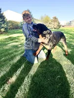 AKC Rottweiler puppy, a male Rottweiler for sale in Brighton, CO – Photo 10 of 10