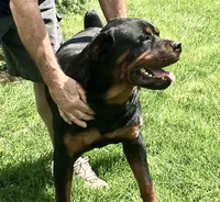 AKC Rottweiler puppy, a male Rottweiler for sale in Brighton, CO – Photo 6 of 10