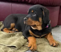 AKC Rottweiler puppy, a male Rottweiler for sale in Brighton, CO – Photo 3 of 10