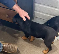 AKC Rottweiler puppy, a male Rottweiler for sale in Brighton, CO – Photo 5 of 10