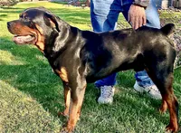 AKC Rottweiler puppy, a male Rottweiler for sale in Brighton, CO – Photo 9 of 10