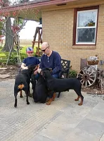 AKC Rottweiler puppy, a male Rottweiler for sale in Brighton, CO – Photo 7 of 10