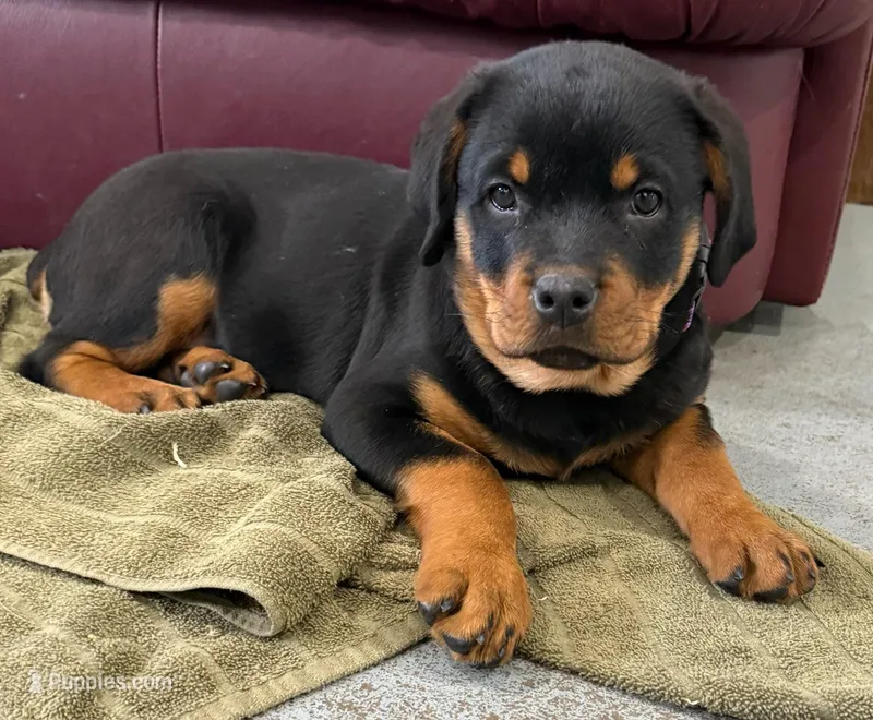 AKC Rottweiler puppy – Rottweiler puppy for sale in Brighton, CO