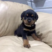 AKC Rottweiler puppy female, a female Rottweiler for sale in Brighton, CO – 10 of 10
