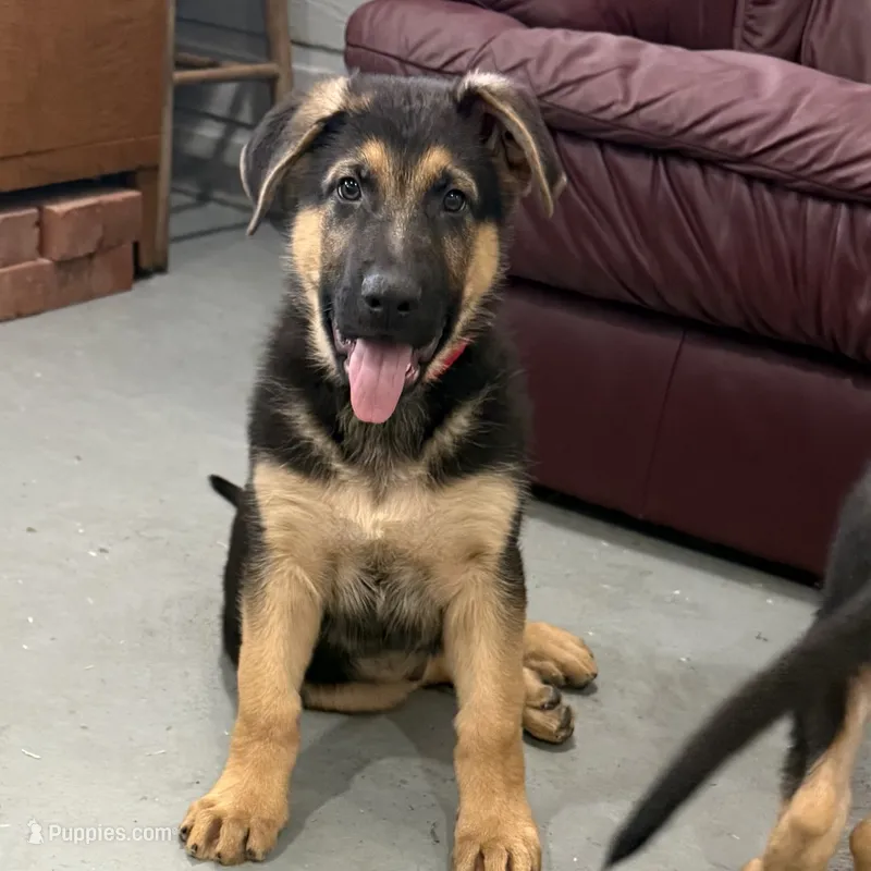 Henry  – German Shepherd Dog puppy for sale in Brighton, CO